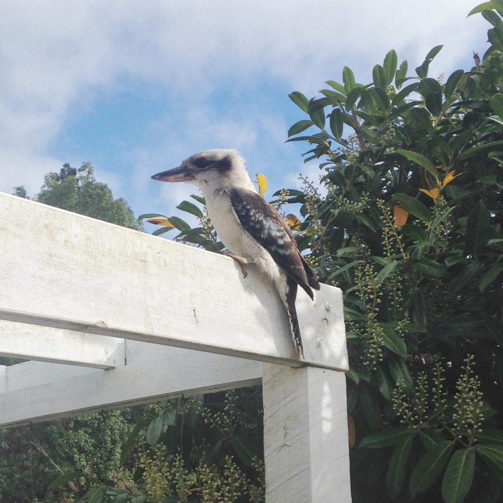 Kookaburra 