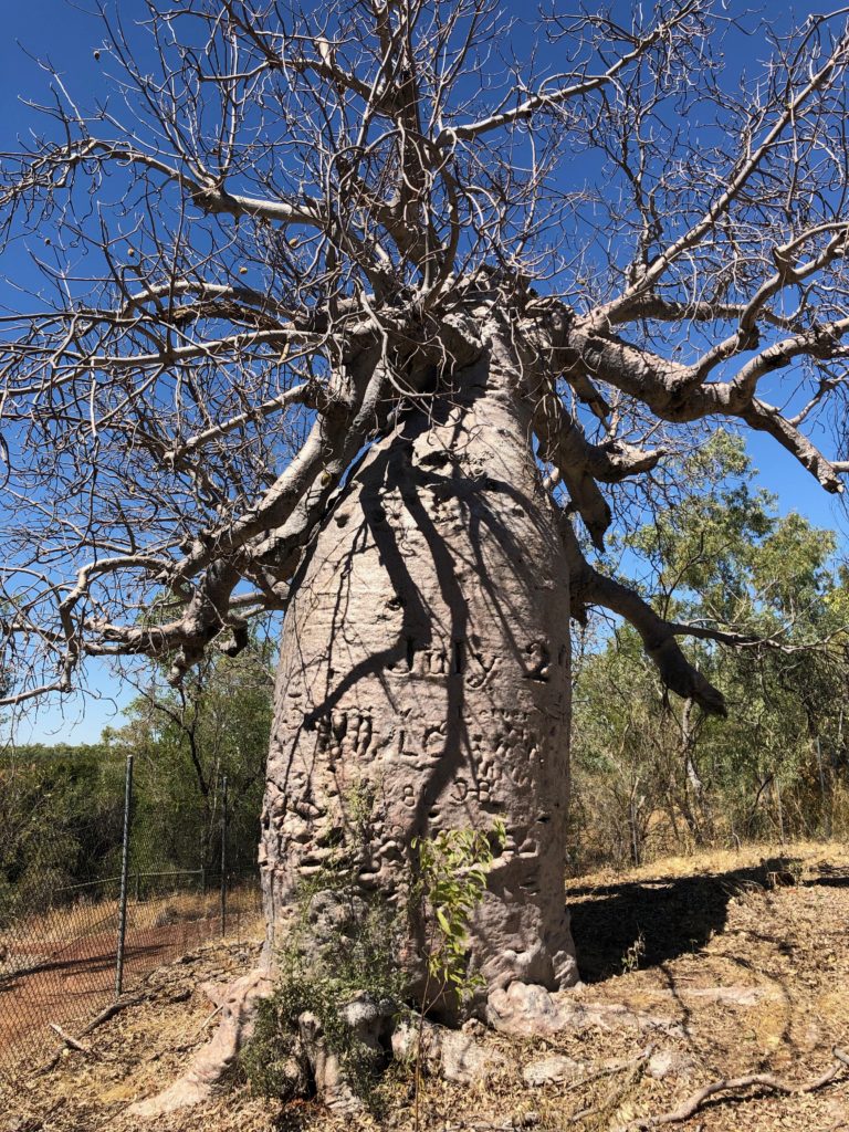 Photo of Gregory's Tree. Judbarra/Gregory National Park